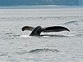 Alaska Wildlife-10